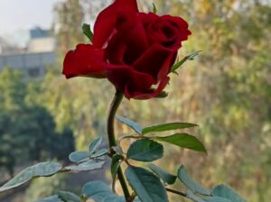 red rose plant in delhi