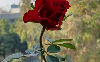 red rose plant in delhi