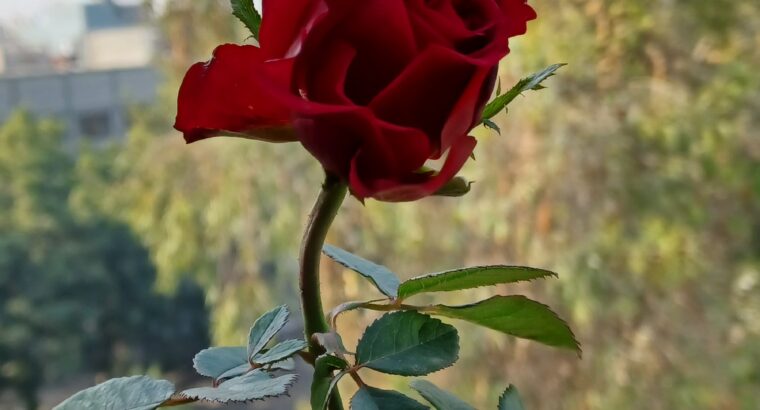 red rose plant in delhi