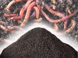 i sell vermicompost in moradabad