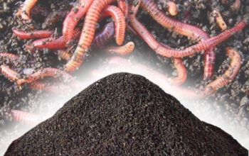 i sell vermicompost in moradabad