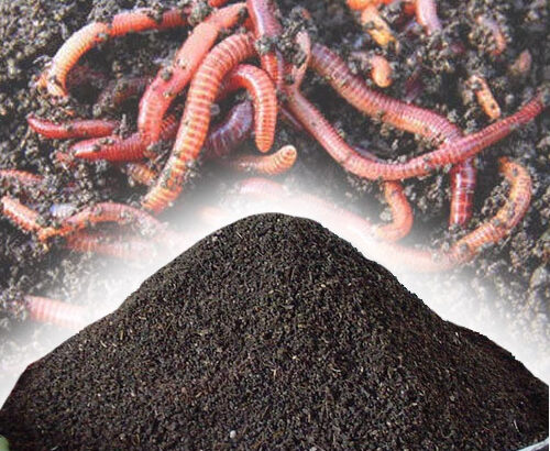 i sell vermicompost in moradabad