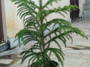 araucaria plant