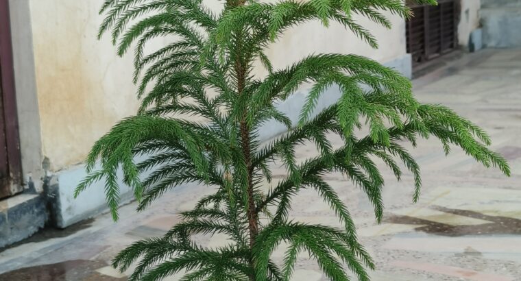 araucaria plant