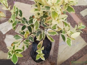 White Ficus Plant