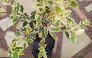 White Ficus Plant