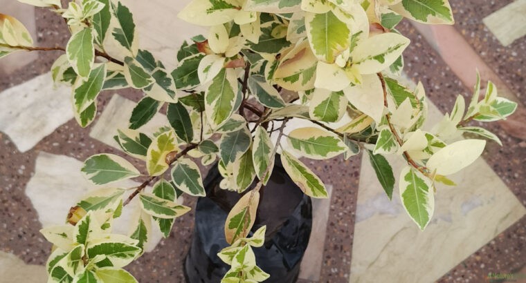 White Ficus Plant