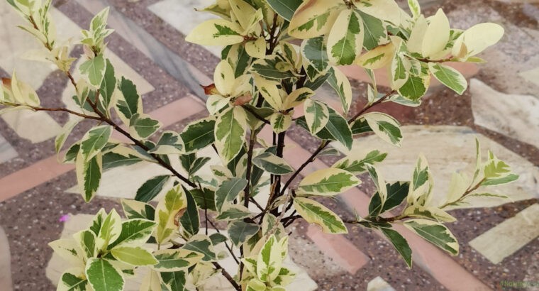 White Ficus Plant