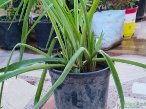 Rajnigandha, Tuberose