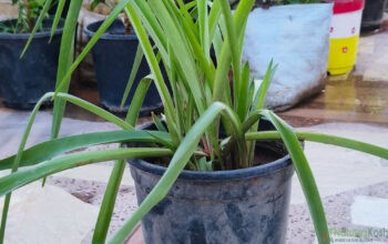 Rajnigandha, Tuberose