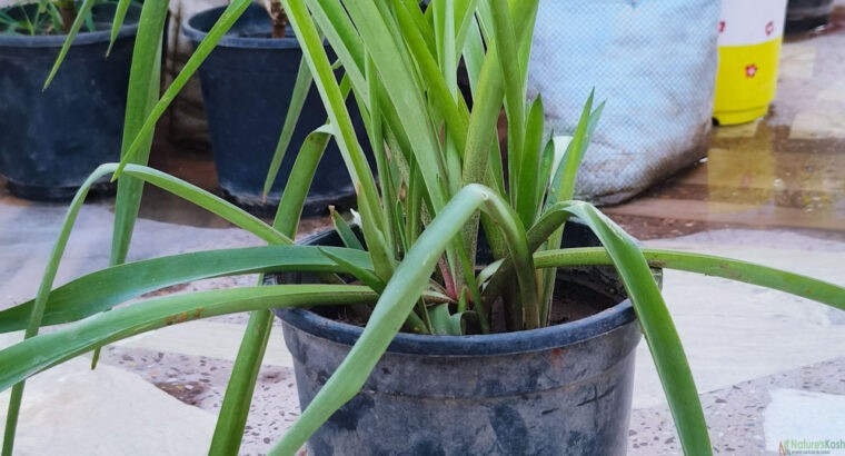 Rajnigandha, Tuberose