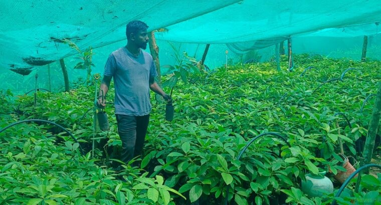 Avocado plants