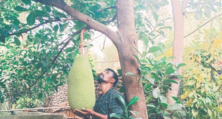 Jackfruit Plants (avocado nursery)