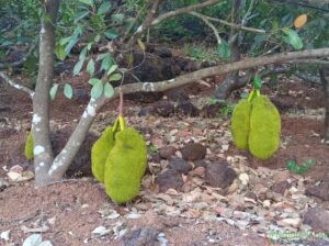 Jackfruit Plants (avocado nursery)