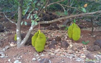 Jackfruit Plants (avocado nursery)