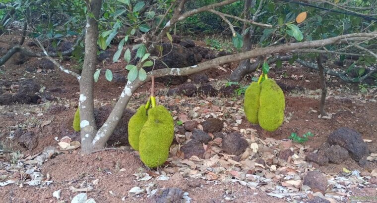 Jackfruit Plants (avocado nursery)