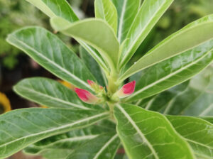 adenium obesum plant (Red,White flower)