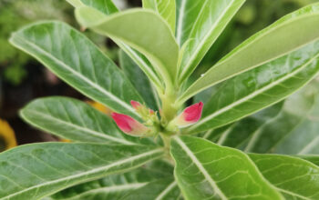 adenium obesum plant (Red,White flower)