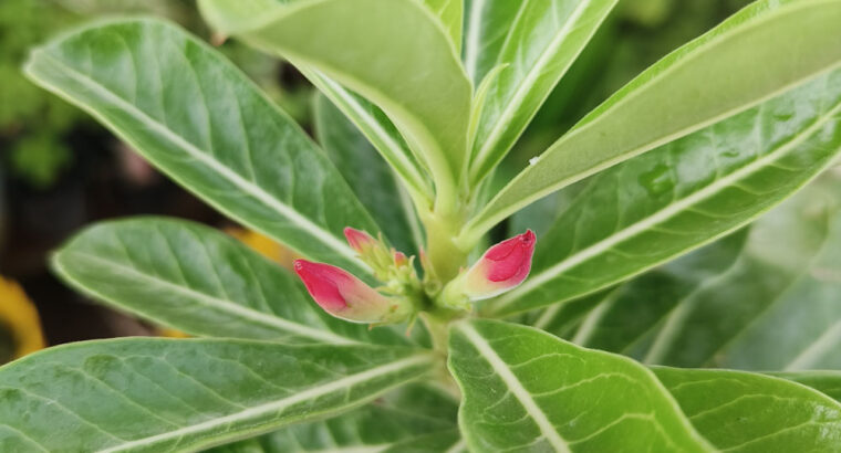 adenium obesum plant (Red,White flower)