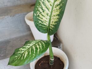 Dieffenbachia big leaf plant with white pot