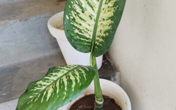 Dieffenbachia big leaf plant with white pot