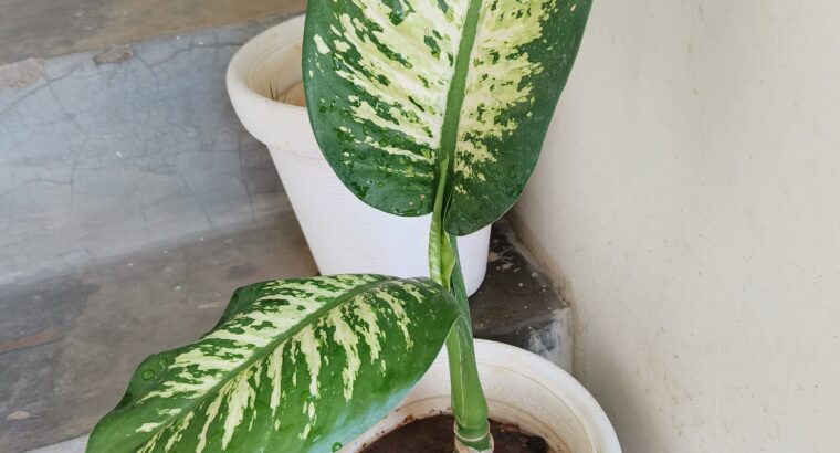 Dieffenbachia big leaf plant with white pot