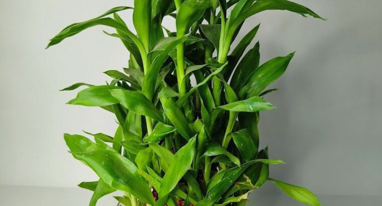 2 layer bambo plant