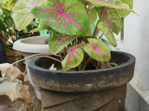 caladium bicolor