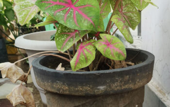 caladium bicolor