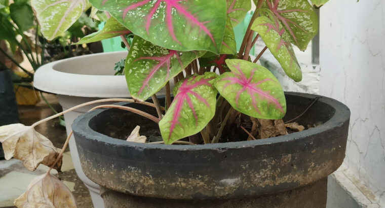 caladium bicolor