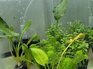 AquaSolution – The Aquarium & Terrarium Store