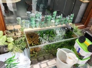 ADA Plants by Green Aqua