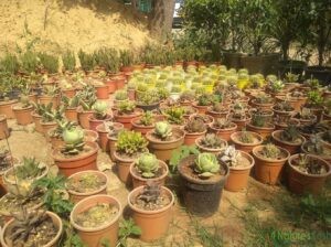 Succulent – Supreme Nursery