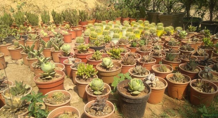 Succulent – Supreme Nursery