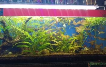 Live aquarium plants – Laxmi fish aquarium shop