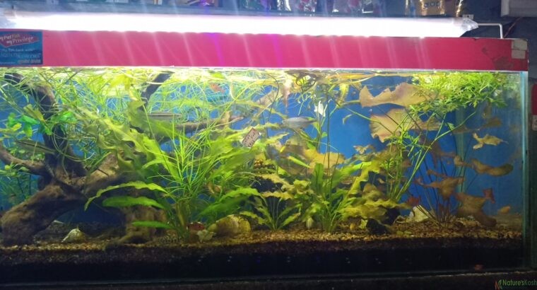 Live aquarium plants – Laxmi fish aquarium shop