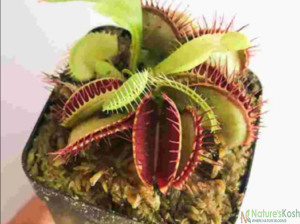 VENUS FLYTRAP