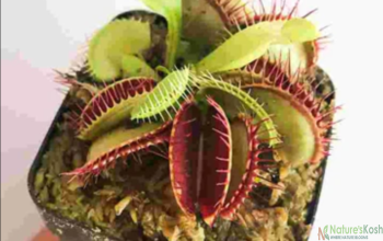 VENUS FLYTRAP