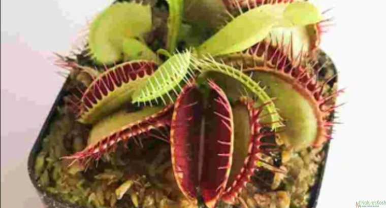 VENUS FLYTRAP